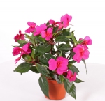 Vlijtig Liesje - Impatiens Cerise (nog 7 stuks, daarna uitverkocht)